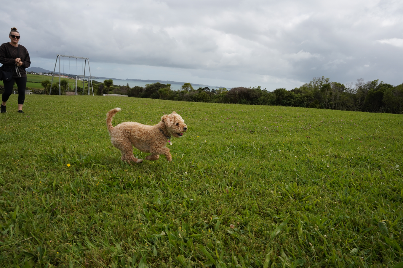 A dog running off leash at Macleans Park. 
