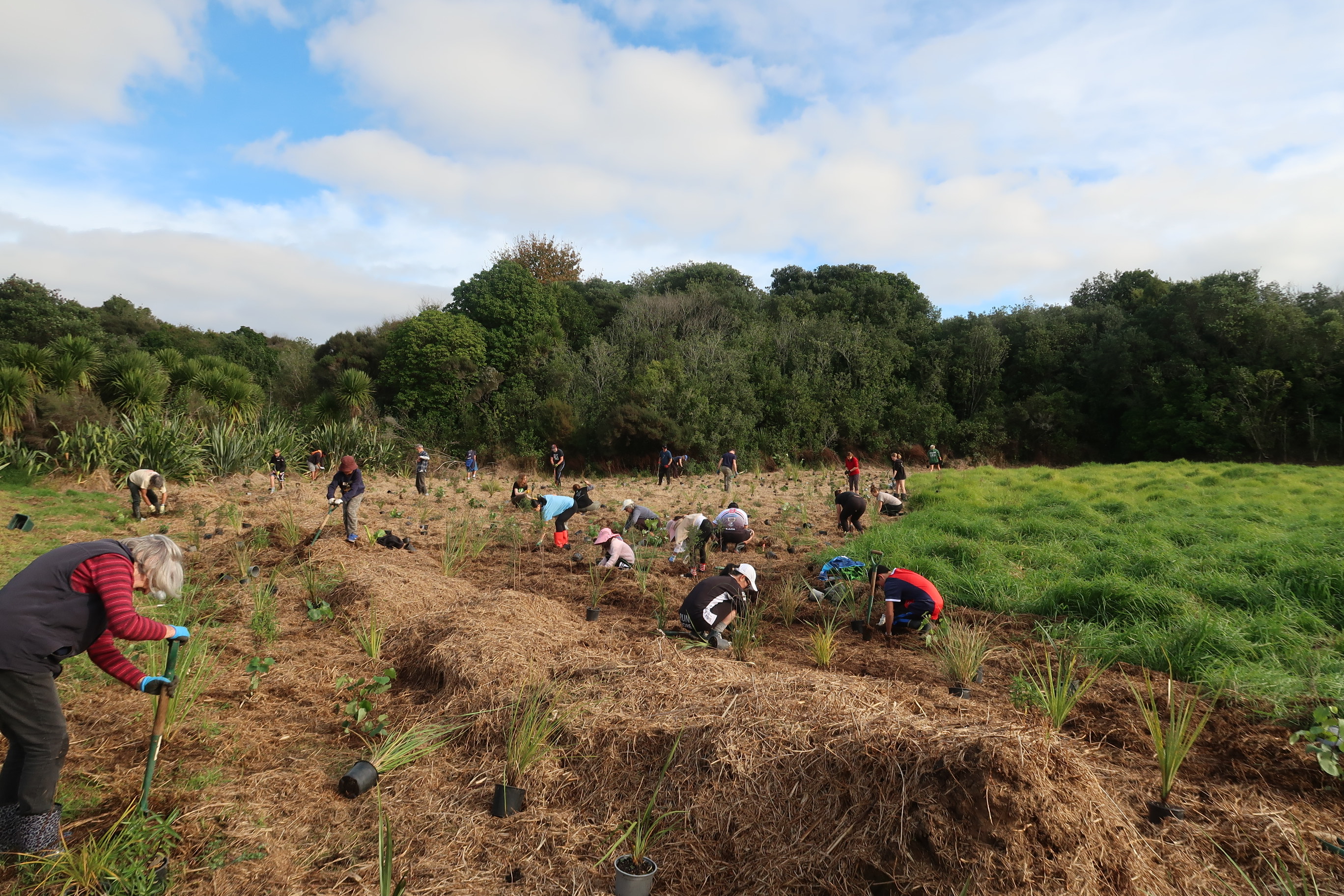 Howick Friends Of Macleans park planting.