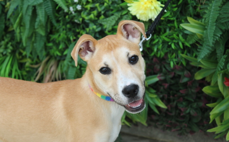 Thai (ADOPTED) tile image