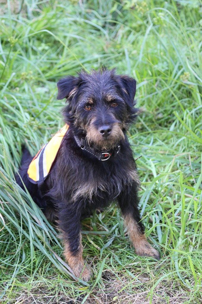Do your bit for a pest free Hauraki Gulf