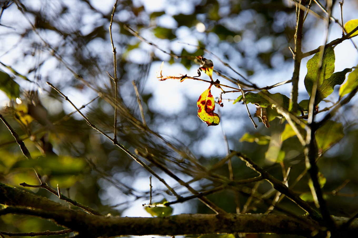 A tree leaf hanging on a branch. 