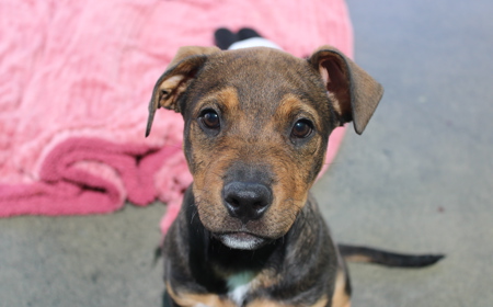 Sir Tristram tile image