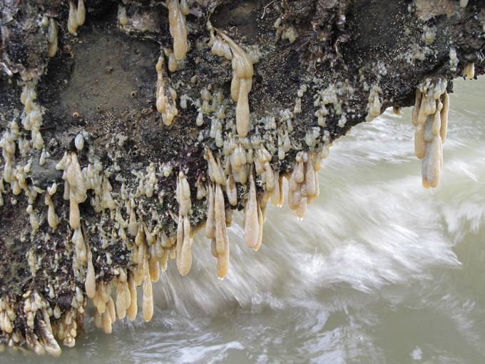 EudistomaScotts LandingwharfSamanthaHappyAC.jpg