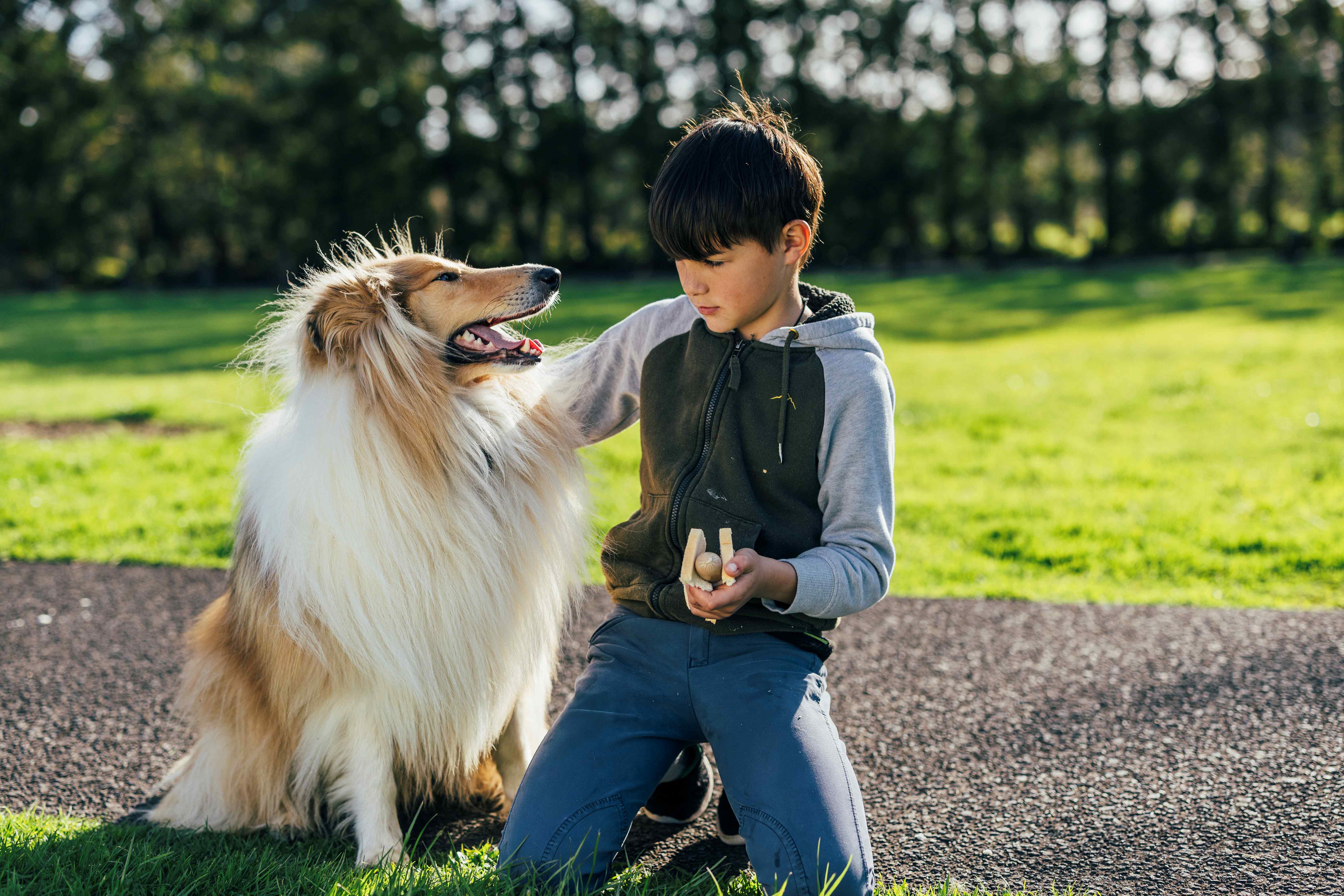 Family dog in local park with his owner.