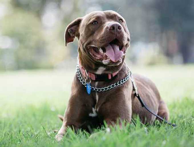 menacing desex dog pic