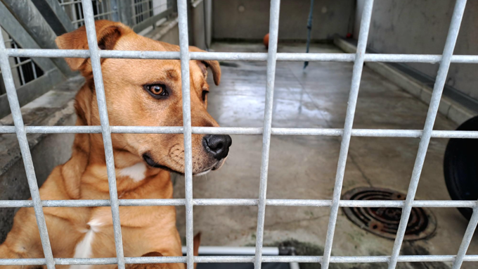 Brown dog inside dog shelter kennel