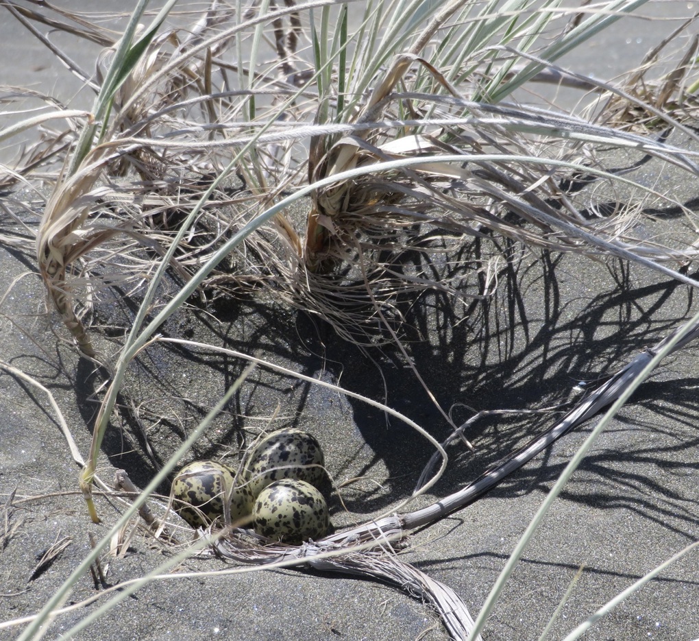 Dotterel destruction 1