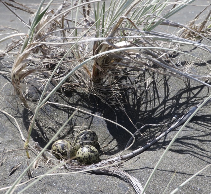 Dotterel destruction 1