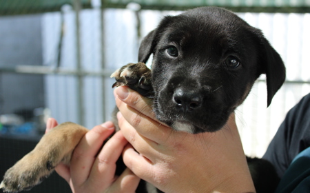 Dorper (ON HOLD) tile image