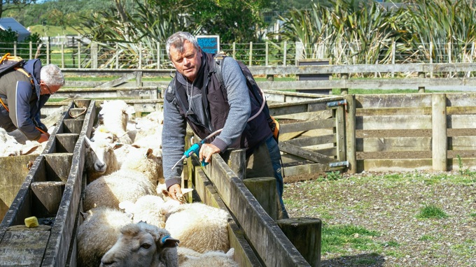 Auckland Council's farms featured on Country Calendar (1)