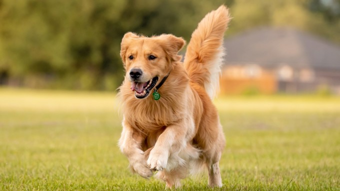 A Golden Retriever Playing In The Park