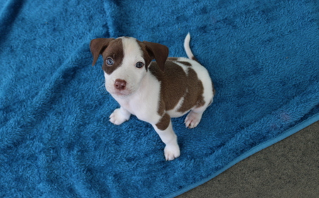 Salsa (ON HOLD) tile image