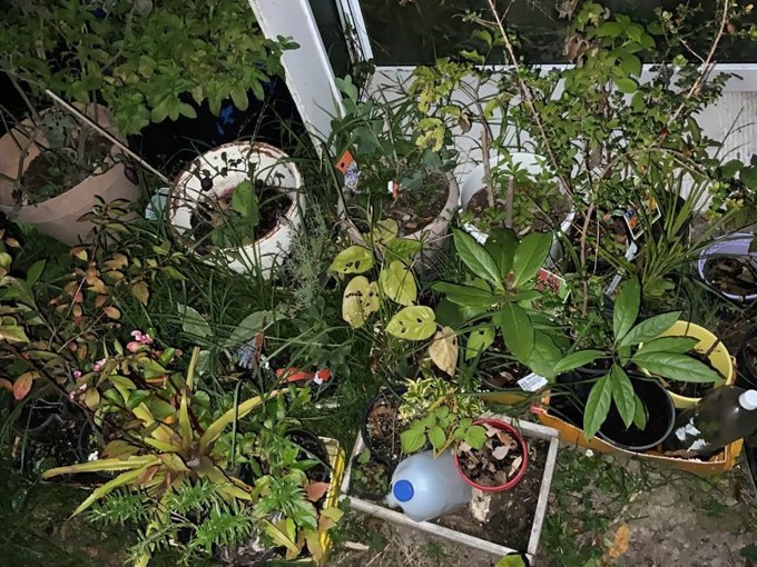 Locals grow a food forest in Puketapapa