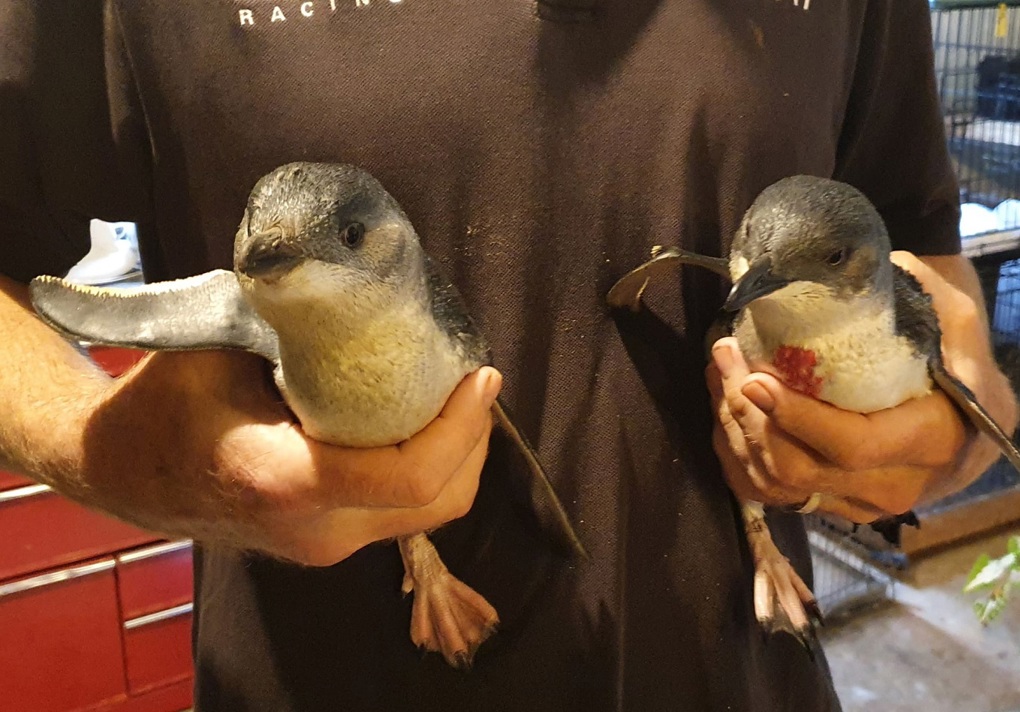 Penguin