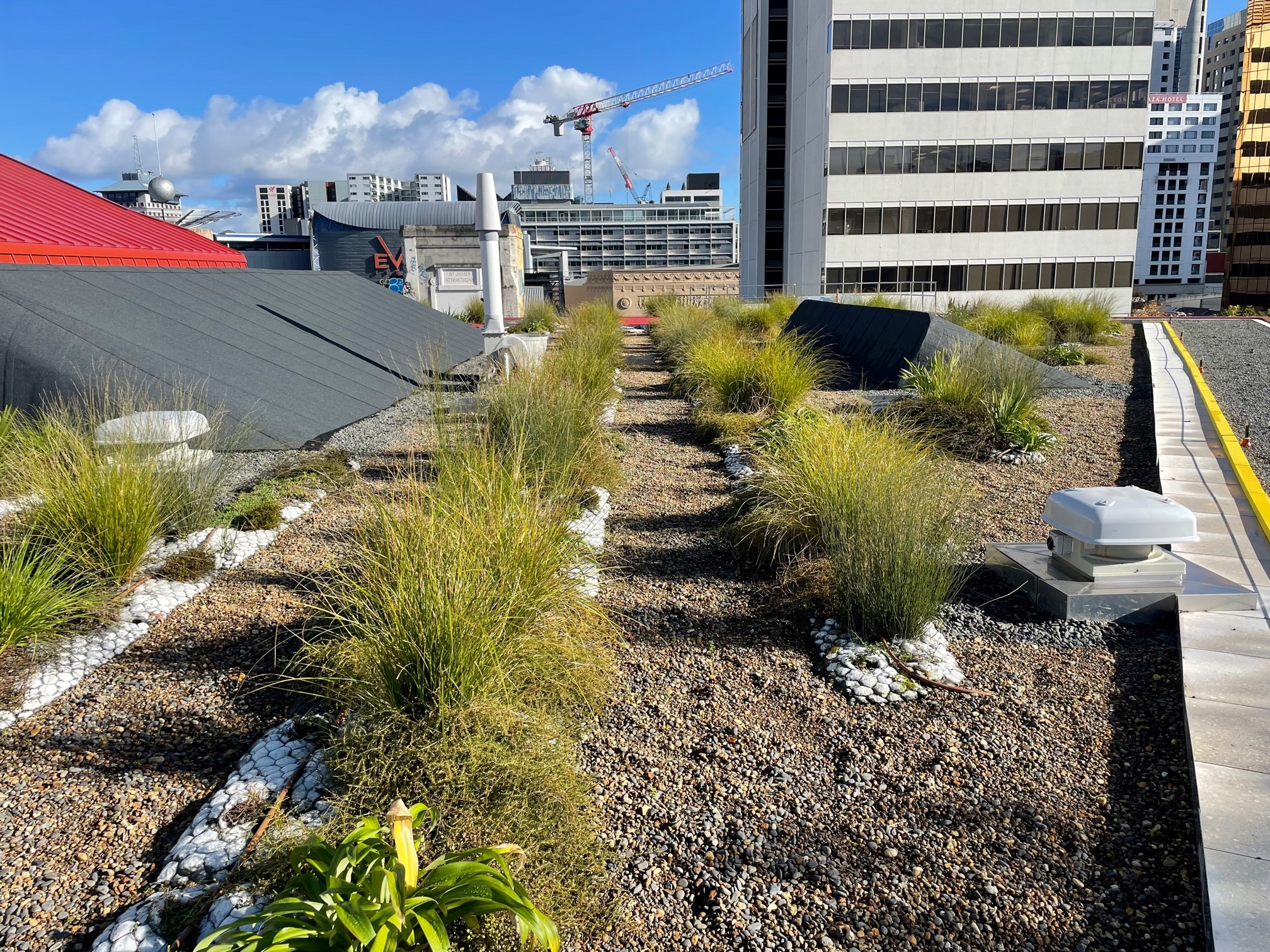 Green roof of Central City Library one year on 