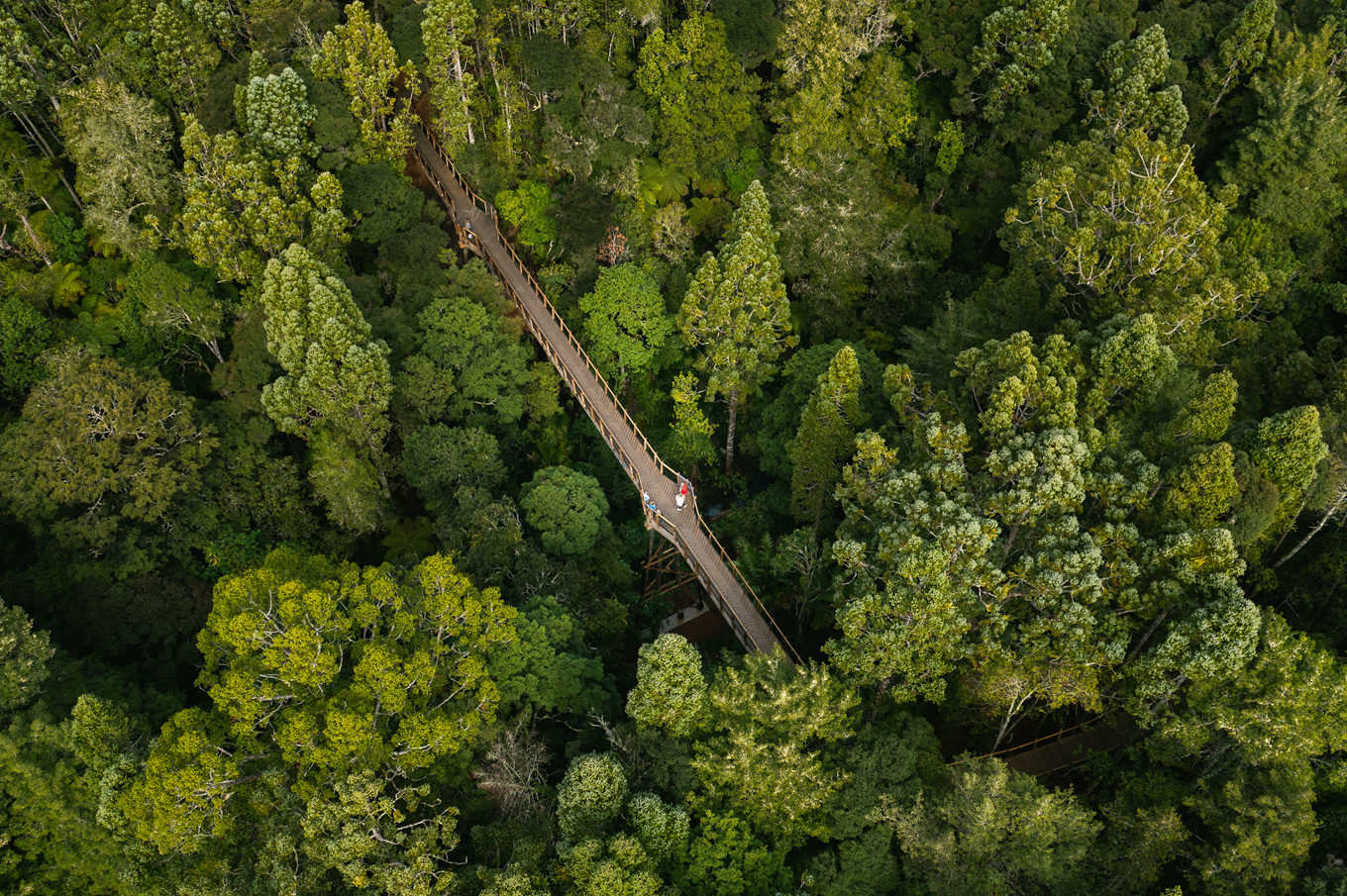 A bridge at Kauri Glenn surrounded by a Kauri forest. 