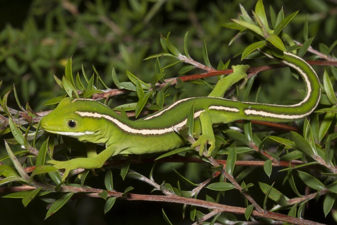 2020 Mayoral Conservation Awards open for environmental champions (1)