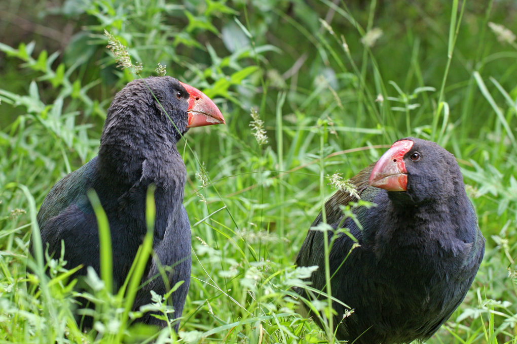 Takahe wanderers