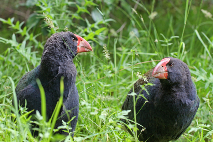 Takahe wanderers