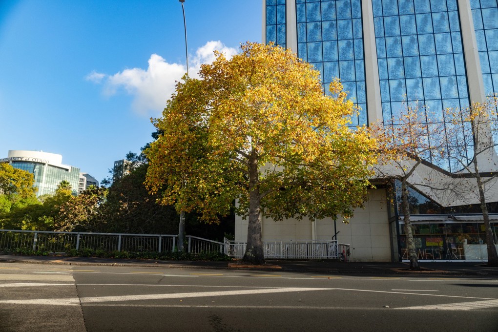 Tulip tree on Mayoral Drive