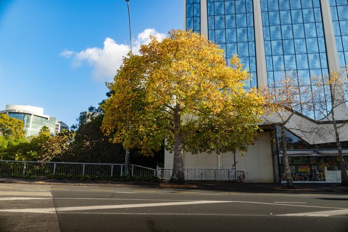 Tulip tree on Mayoral Drive
