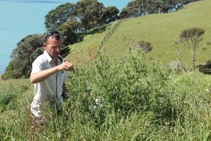 The great beetle swap (1)