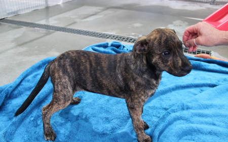 Wiltshire tile image