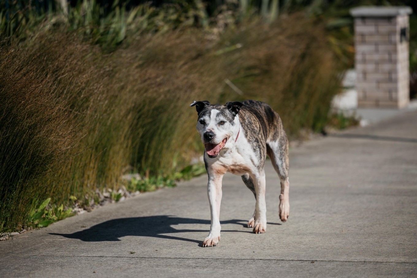 Roaming dog on Auckland street.