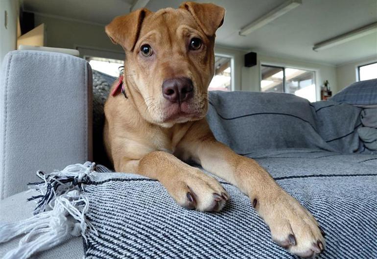 77D3a884 C82b 4A87 A72f 2620E0882972