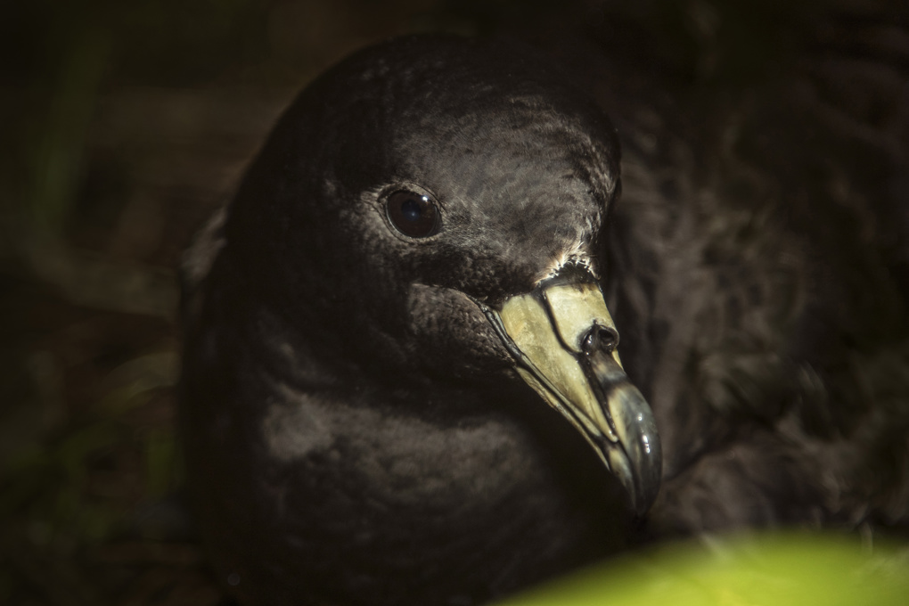 The Hauraki Gulf is hurting and needs our help (2)