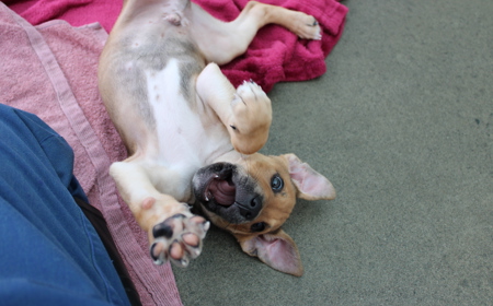 Spiderman tile image