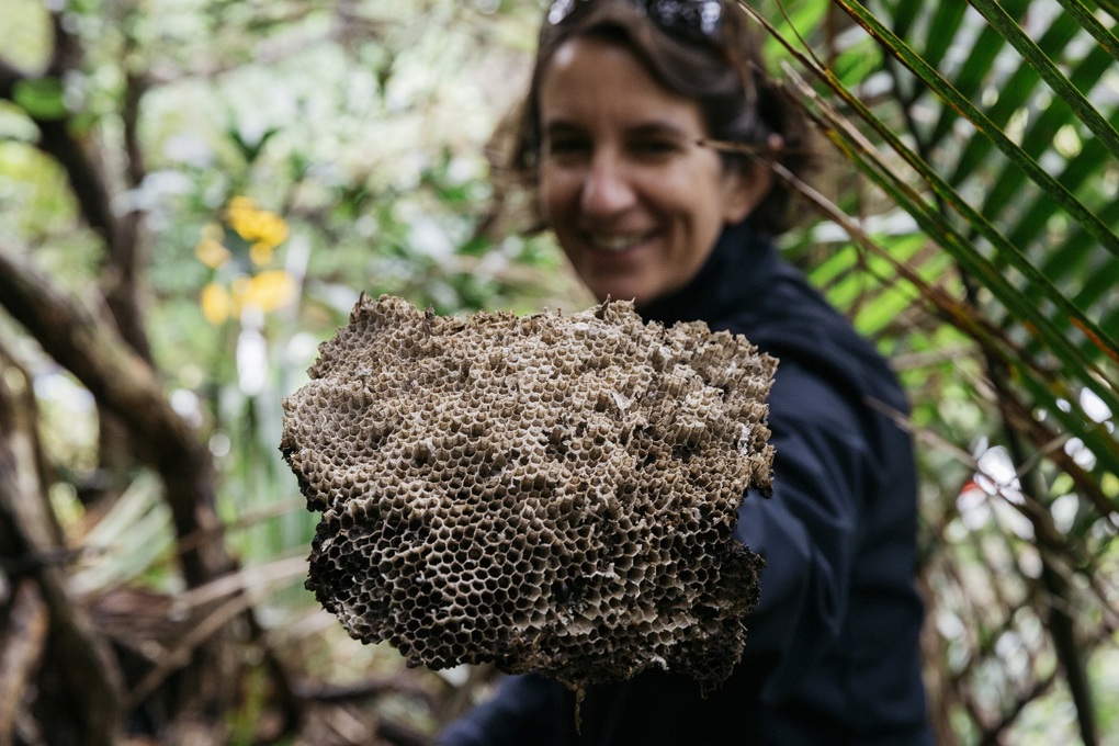 Wasp nest discovery a timely summer reminder (3)