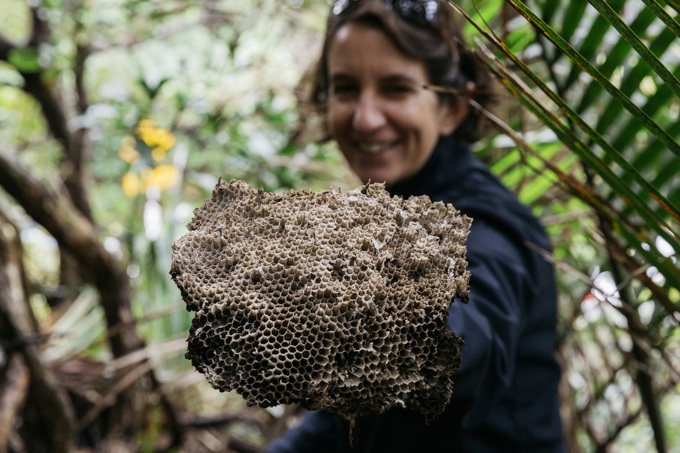 Wasp nest discovery a timely summer reminder (3)