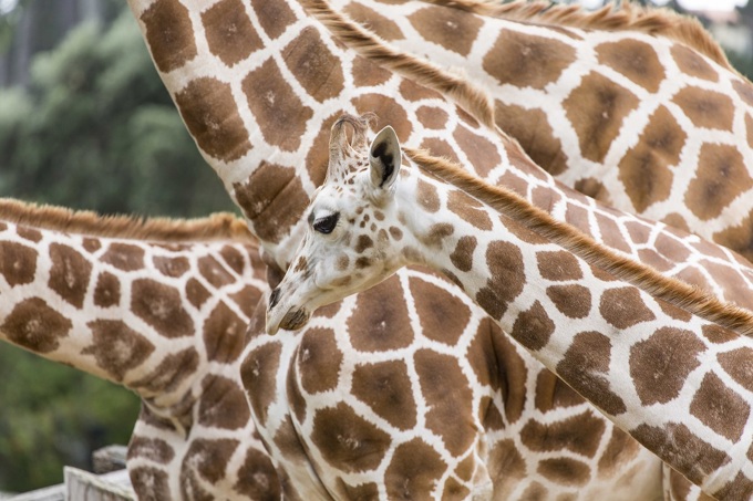 Zoo Tales: A slice of Africa this Easter_4