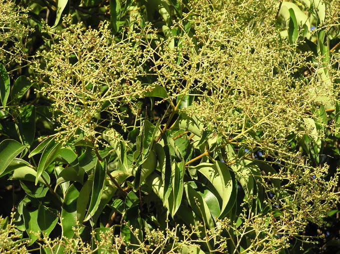 Help beat tree privet