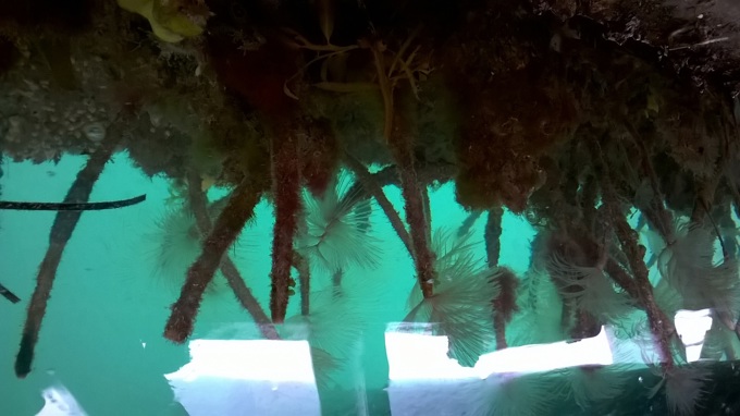 Clean hull consultation 1