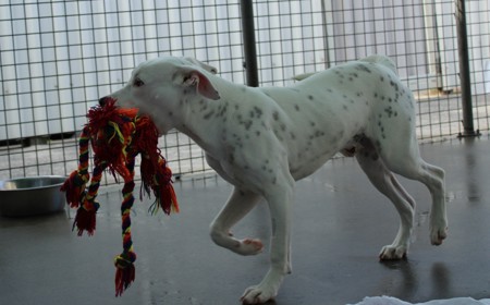 Corriedale tile image