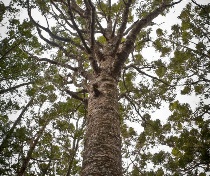 Kauri