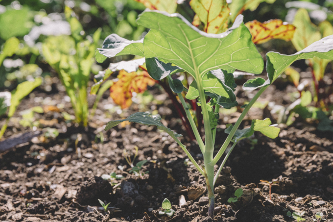Auckland Council announces food scraps processing contract