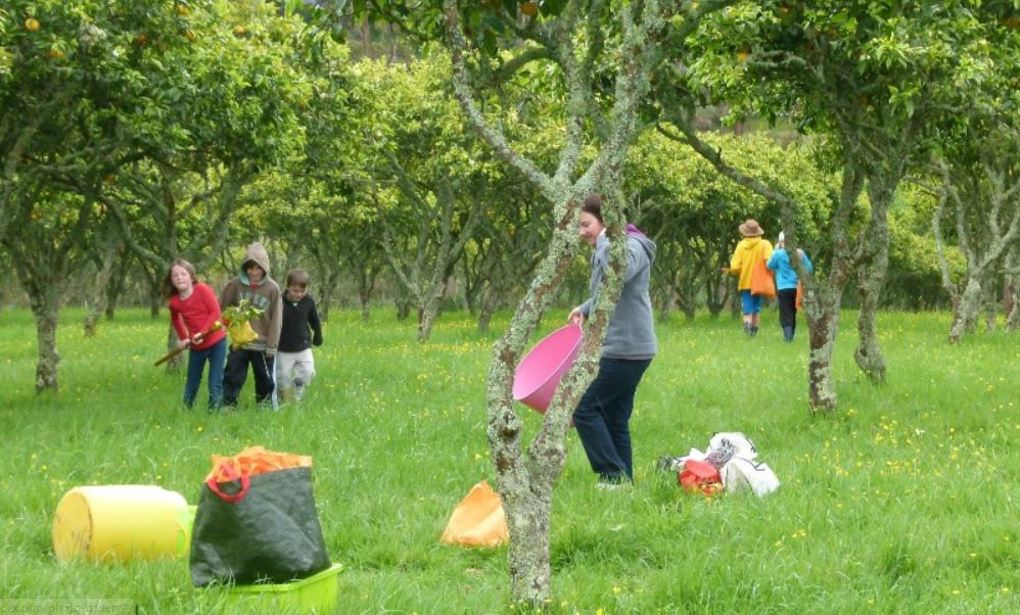 Orchard harvest