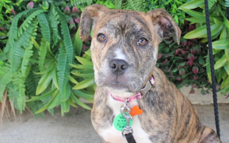 Dutchess tile image