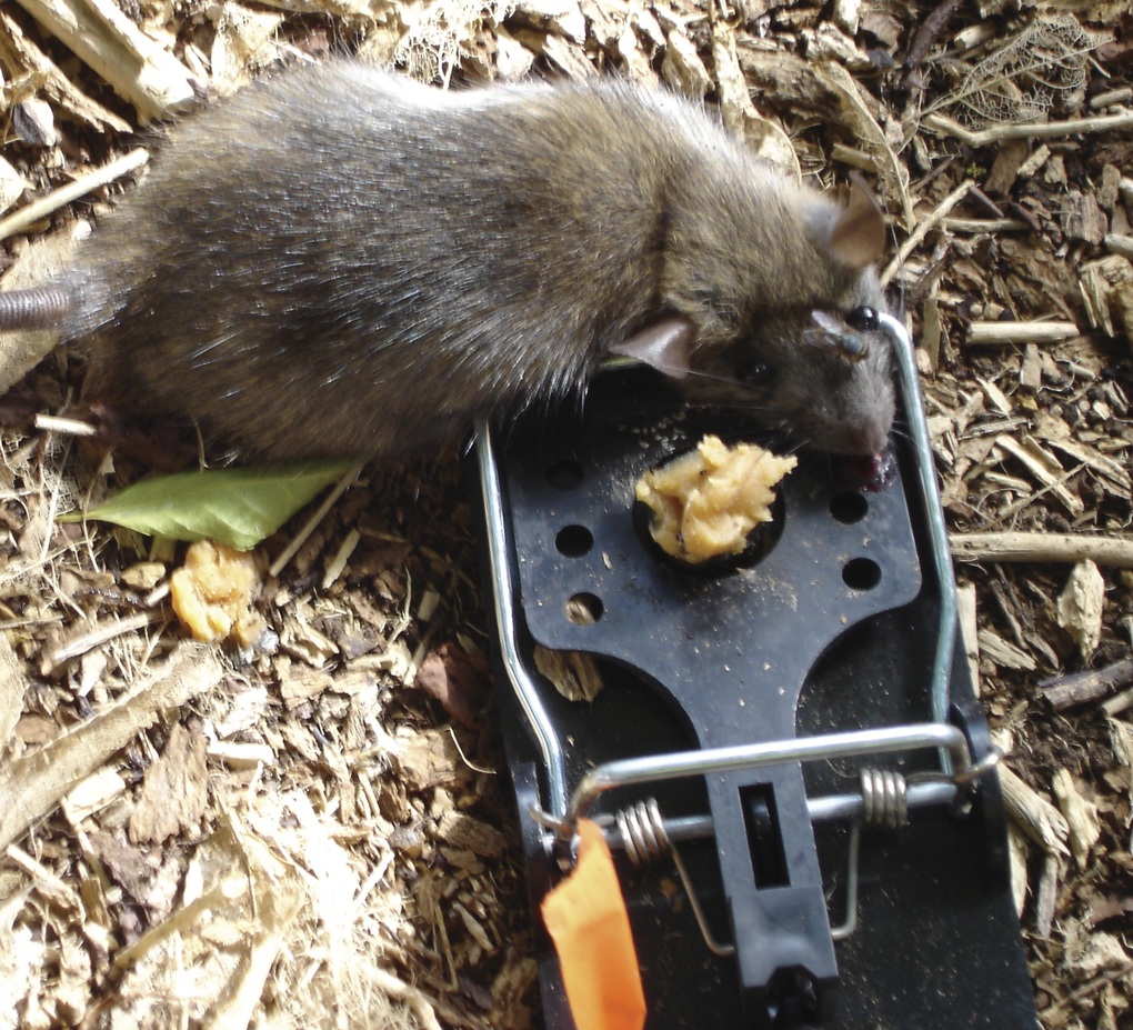Rat Catch.jpg