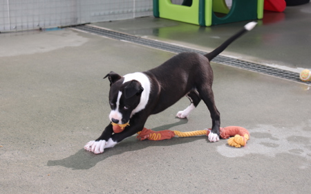 Charmander tile image