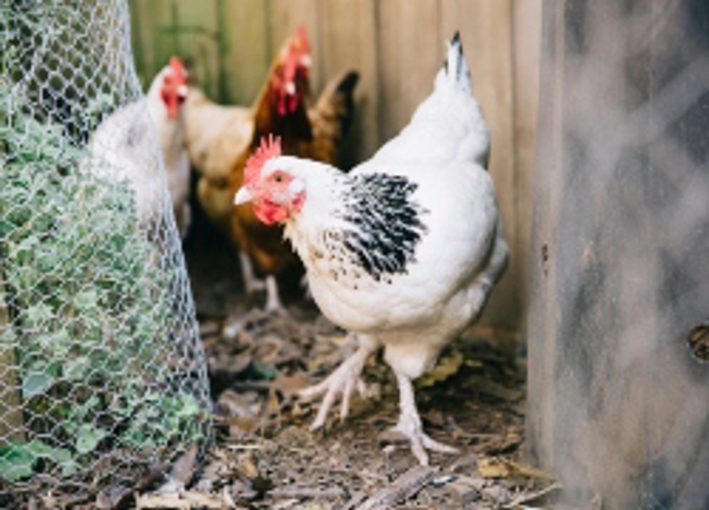 Council action on Titirangi chickens and rats
