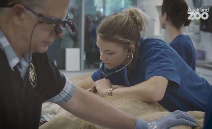 Zoo Tales: A trip to the dentist_2