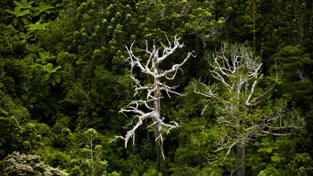 Kauri Rd 2