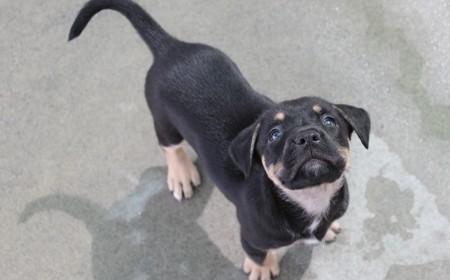 Romney (ON HOLD) tile image