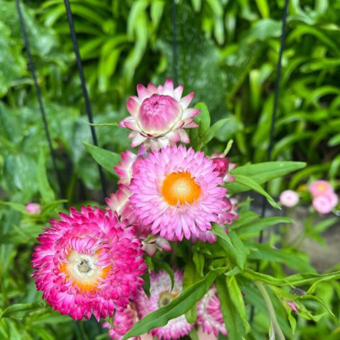 EcoFest EOI Images (480 x 480 px)_ph5015q5.jpg