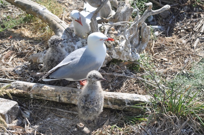 Decoys lure birds to new breeding site (1)