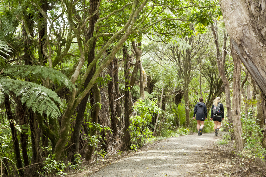 Arataki walkway